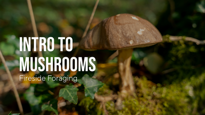 Mushroom Foraging & Our New YouTube Channel!