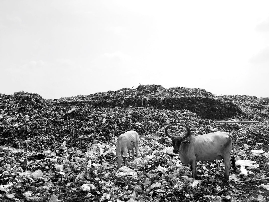 Every bag of coffee you’ve ever bought is bad for the environment