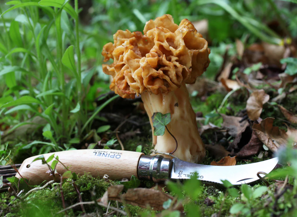 Opinel Mushroom Foraging Knife + Sheath Gift Set